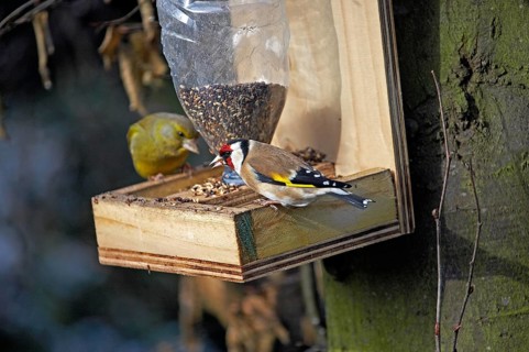 Goldfinch (carduelis carduelis) and European Greenfinch, carduelis chloris, standing at Trough,