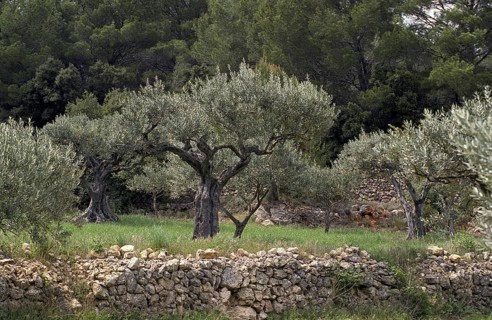 Olive Trees, olea europaea, Culture in South East of France
