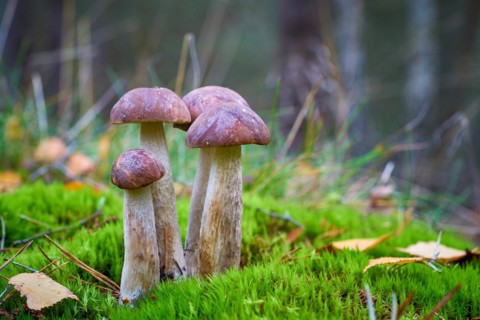 Birch boletes (Leccinum scabrum) in the forest in autumn