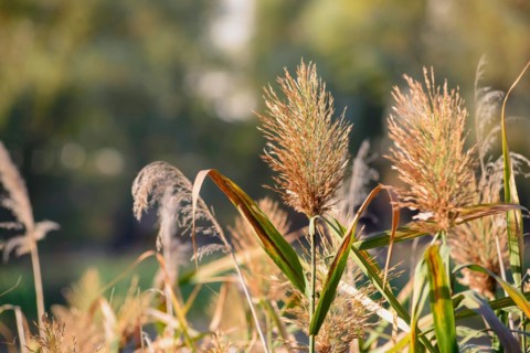 (Phragmites australis) flower close to the lake in autumn