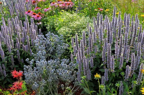 Perennial flowers in the garden, purple cone flower (Echinacea purpurea)