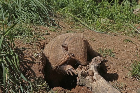 Yellow or Six-banded Armadillo (euphractus sexcinctus), Adult standing at Den Entrance