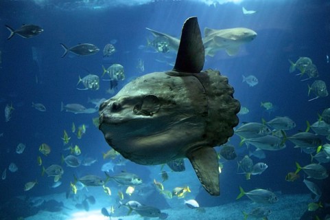 Sunfish (mola mola), Adult