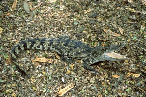 Siamese crocodile (Crocodylus siamensis) Critically endangered, captive, The Madras Crocodile Bank