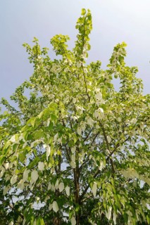 Dove tree (Davidia involucrata var.vilmoriniana), dove tree, Tupelo family (Nyssaceae)
