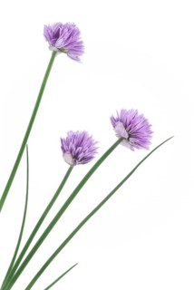 Artistic closeup of chives (Allium schoenoprasum), culinary herbs, blossoming with purple flowers