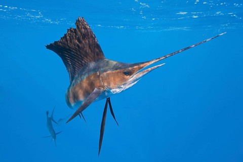 Atlantic Sailfish, Isla Mujeres, Yucatan Peninsula, Mexico (Istiophorus albicans), Spearfish,