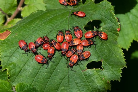 Fire bugs, firebug (Pyrrhocoris apterus), French beetle, mass assembly, Berlin, Germany, Europe