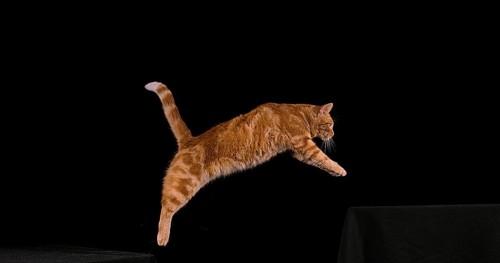 Red Tabby Domestic Cat, Adult Leaping against Black Background