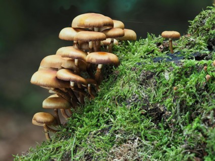 Horseshoe sponge, Kühneromyces mutabilis