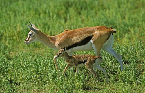 THOMSON'S GAZELLE (gazella) thomsoni, FEMALE WITH ITS NEW BORN CALF, KENYA