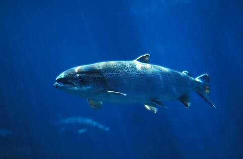 Atlantic salmon (salmo salar), Atlantic salmon, Other animals, Fish, Salmon, Animals, Salmonids,