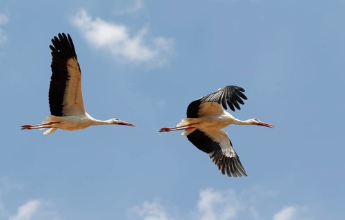 White stork (ciconia ciconia), adult in flight