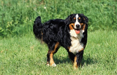 BERNESE MOUNTAIN DOG, ADULT STANDING ON GRASS