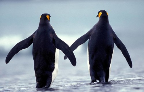 King Penguin (aptenodytes) patagonica, Adults walking on Beach, Colony in Salisbury Plain, South