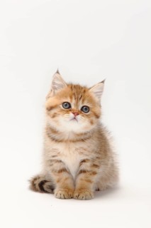 British shorthair cat, kitten, black-golden-shaded, 8 weeks, BKH