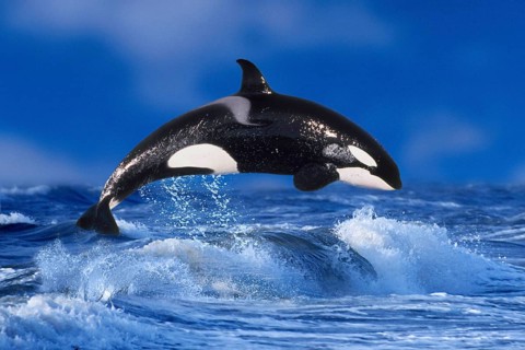 Orca (Orcinus orca), Schwertwal, Orka, [animals, aussen, outdoor, adult, seitlich, side, Bewegung,