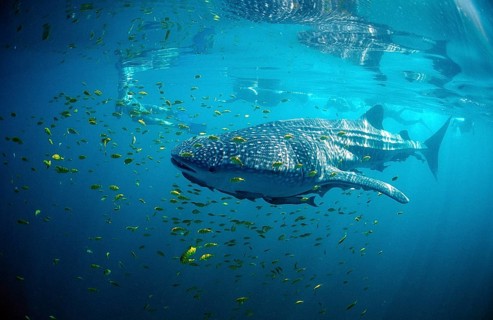 Whale shark, Rhincodon thypus, Mexico, Lake Cortez, Lower California, La Paz, Central America