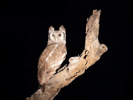 Milk eagle owl (Ketupa lactea) sitting on a tree, night shot, Balule Plains, South Africa, Africa