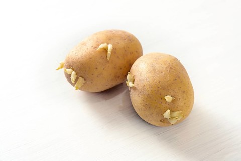 Raw potatoes start to sprout, concept for storing food or growing vegetables from leftovers, light