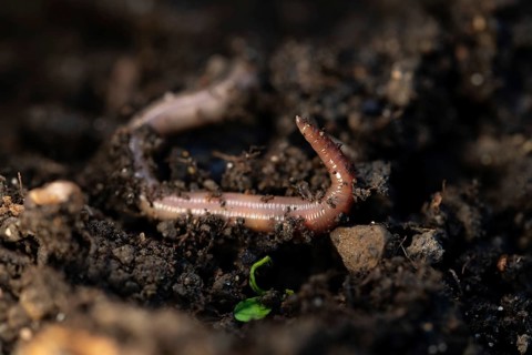 Earthworm (Lumbricidae), on soil, Velbert, North Rhine-Westphalia, Germany, Europe