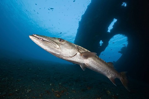Great barracuda at Liberty Wreck, Tulamben, Bali, Indonesia, Asia