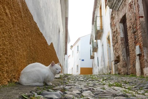 White street stray abandoned cat on stone road of a historic village with white buildings in