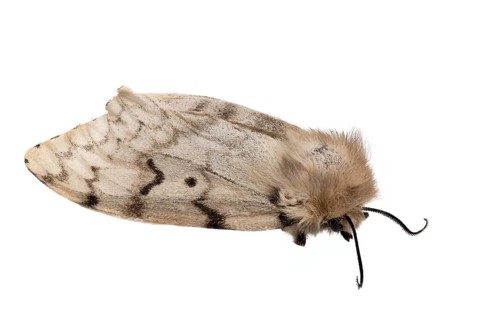 Dead gypsy moth, Lymantria dispar, moth lying on its side against a white background