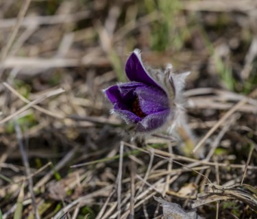 Pasque flower Pulsatilla vulgaris in the Swabian Alb