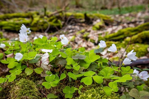 Flowering wood sorrel Harz Selketal
