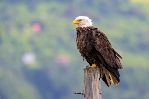 A bald eagle, Haliaeetus leucocephalus, perched on a post in front of a slightly blurred green