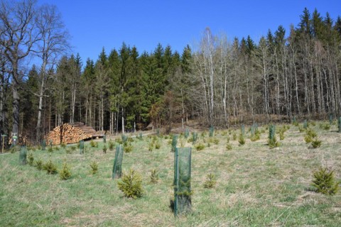 Reforestation in a forest in saxon. Reforestation in Upper Lusatia