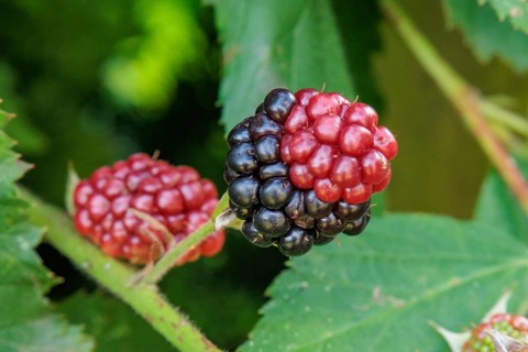 Photo of unripe red and some black blackberries in front of green foliage, Borken, North