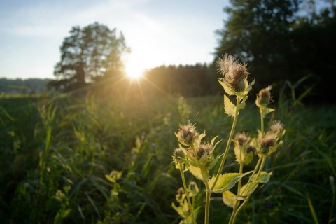 Sunset in Bernauer moss, moor landscape, Bernau am Chiemsee, Bernau, summer, August, Chiemgau,