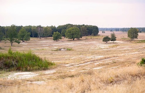 Döberitzer Heide, view of the open land, nature reserve, Brandenburg, Germany, Europe
