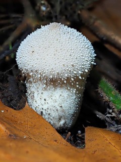 Bottle mushroom (Lycoperdon perlatum), blurred background, North Rhine-Westphalia, Germany, Europe