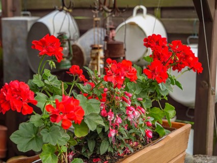 Red geraniums in a wooden flower pot in the garden, surrounded by green leaves and other garden