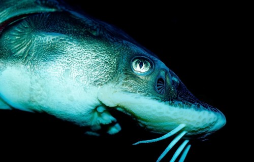 Waxdick, Russian sturgeon, sturgeon, Acipenser gueldenstaedti, Acipenser güldenstaedti, Romania,