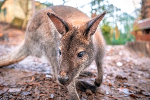 Portrait of a Bennet's kangaroo (Macropus rufogriseus), Eisenberg, Thuringia, Germany, Europe