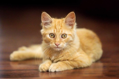 Portrait of lying playful ginger cat kitten on the floor, indoors