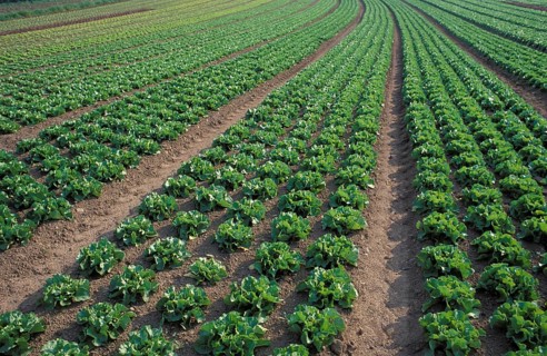 Growing salads in the open fields
