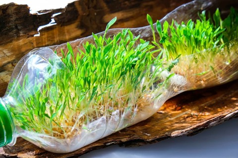 Young green plants in plastic bottle on tree bark. Ecology and Environmental conversation. Earth