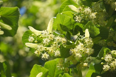 Close-up view of linden tree branch adorned with small yellow flowers and surrounded by large green