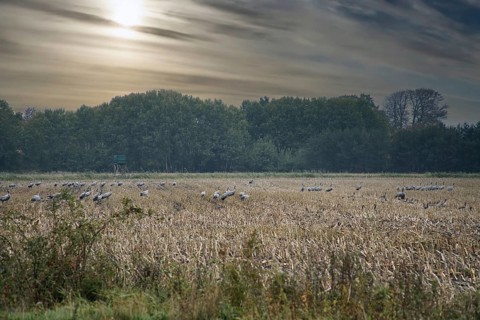 Cranes at a resting place on a harvested corn field in front of a forest. Migratory birds feeding.