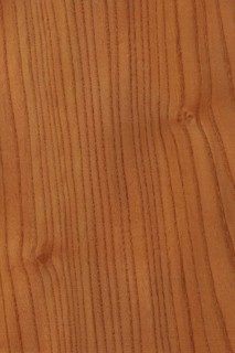 Background of wood grain from Red Elm, Ulmus rubra, aka Slippery Elm, Soft Elm, found in the