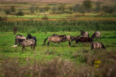 Free-ranging Koniks in the Geltinger Birk nature reserve on the Baltic Sea in Germany. The Konik is