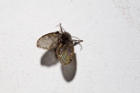 White-spotted butterfly moth (Clogmia albipunctata), sitting on a wall, Velbert, Germany, Europe