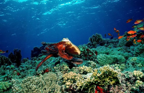 Octopus, Octopus cyanea, Egypt, Red Sea, Brother Islands, Africa