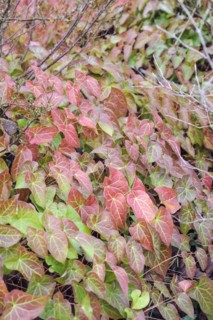 Fairy flower (Epimedium × rubrum), spa gardens, Bad Wildungen, Hesse, Germany, Europe
