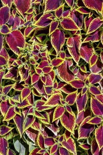 Coleus nettle (Solenostemon scutellarioides), Allgäu, Bavaria, Germany, Europe